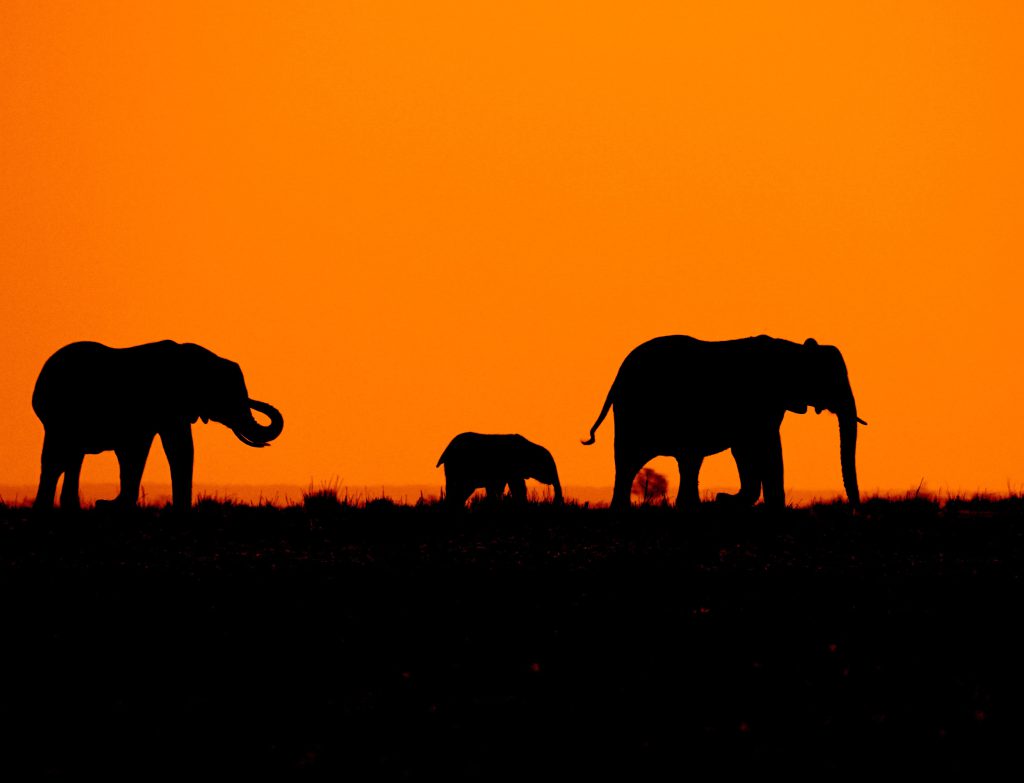 Botswana zwiedzanie – nieodkryty klejnot Afryki