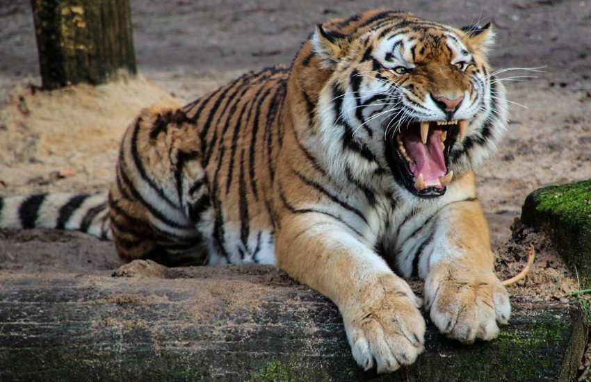 największe ZOO w Polsce