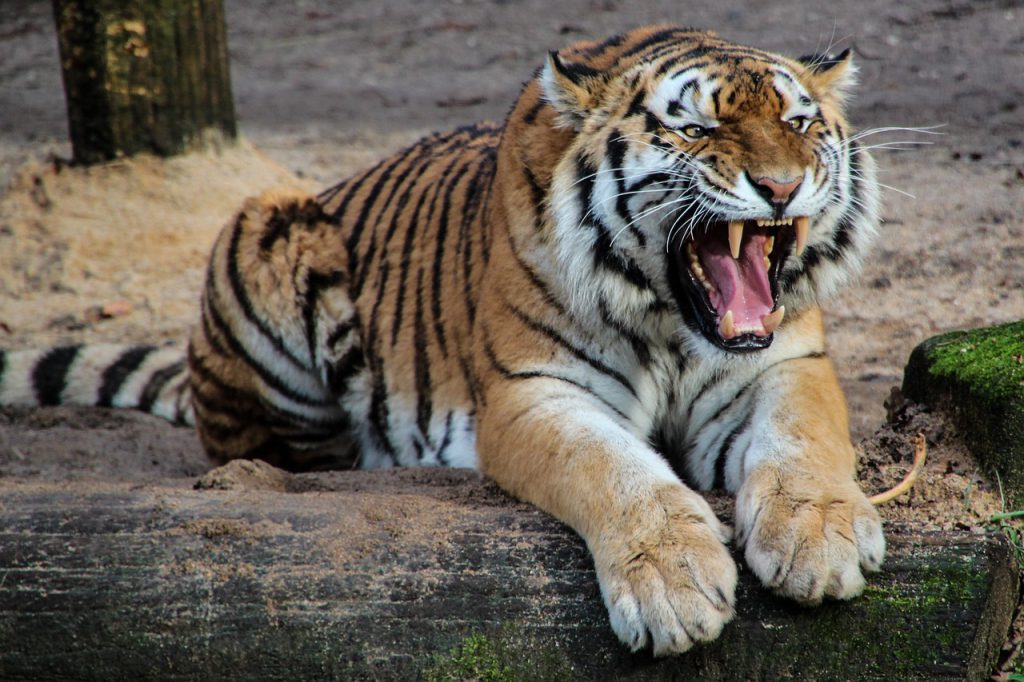 największe ZOO w Polsce
