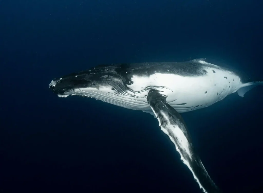 Płetwal błękitny: Król oceanów