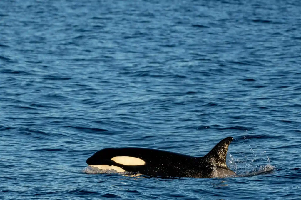 Orka: Najgroźniejszy drapieżnik oceanów